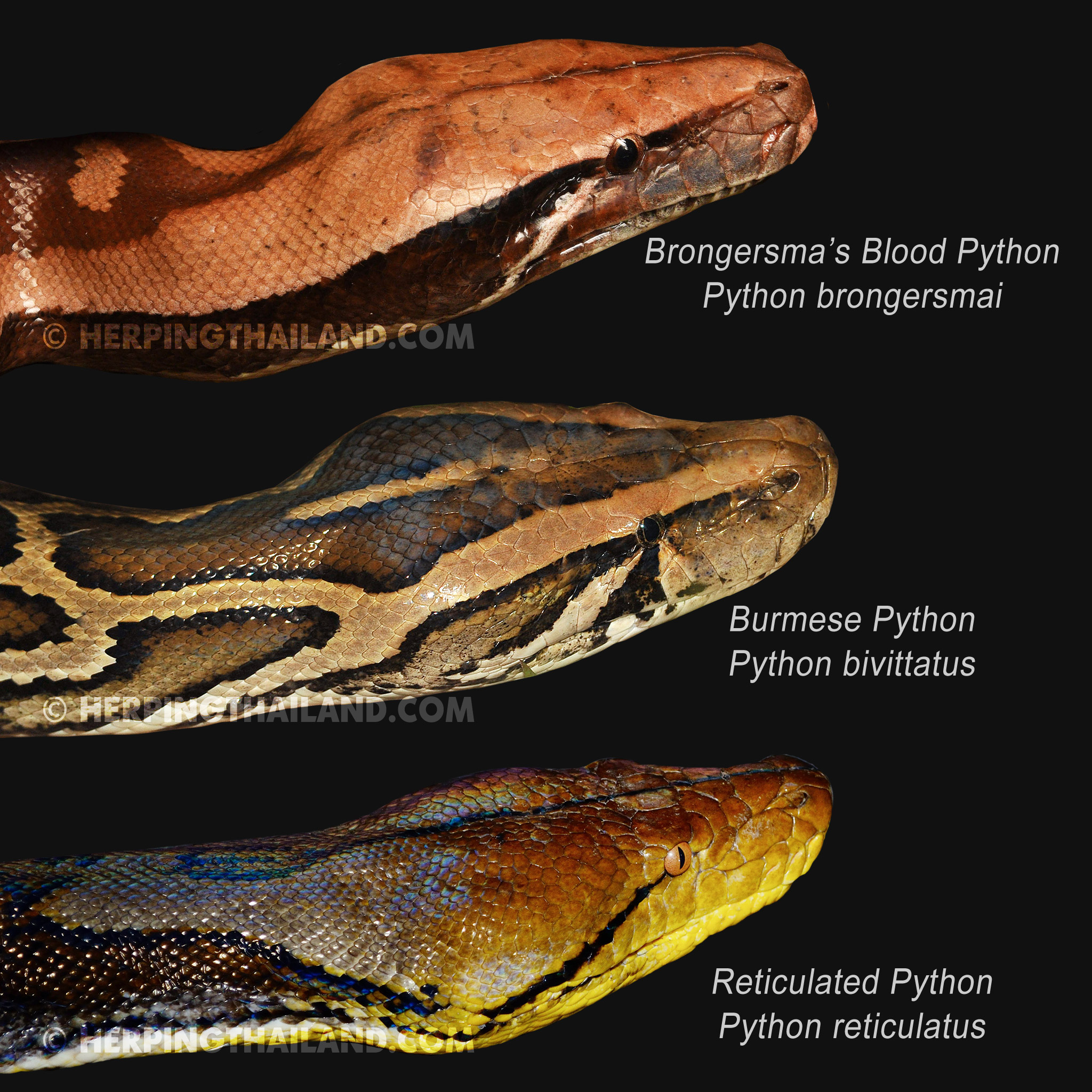 burmese python vs boa constrictor